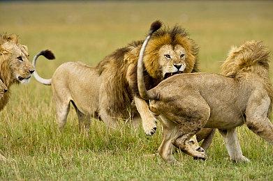 《巫师：天狼星》是多人游戏 《巫师4》或也有多人玩法